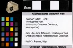 Foto (Objekt + Etiketten) von Mundopsidae indet. 